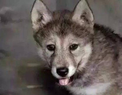 厉害了，我的二哈！“狗生”圆满：混入动物园，娶了头母狼