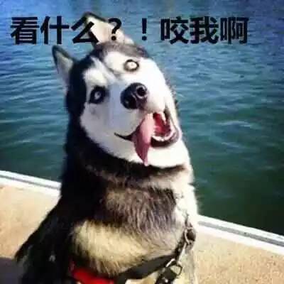 厉害了，我的二哈！“狗生”圆满：混入动物园，娶了头母狼