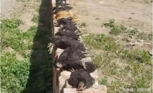 鸡被不明生物全部咬死了,鸡被不明动物咬死