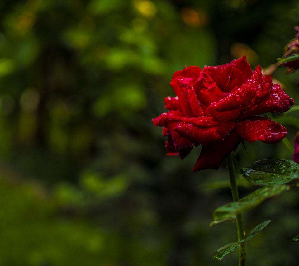 全世界各国的国花有哪些,世界各国国花大全图表
