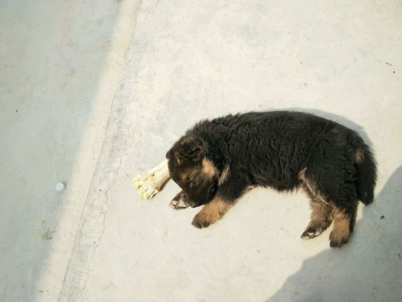 一只德牧从出生到长大的变化,平背短毛德牧幼犬1-12个月变化图