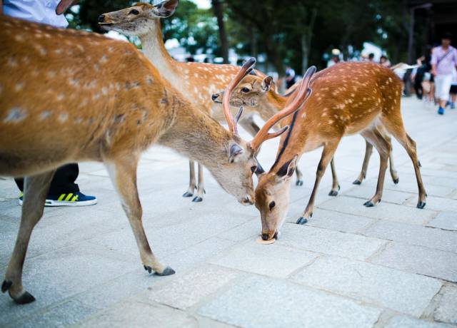 八月份定下的目标,秋季关西旅游攻略