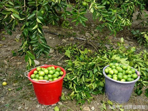 经常熬夜适合吃哪种水果,这四种水果能解暑常吃对皮肤也好