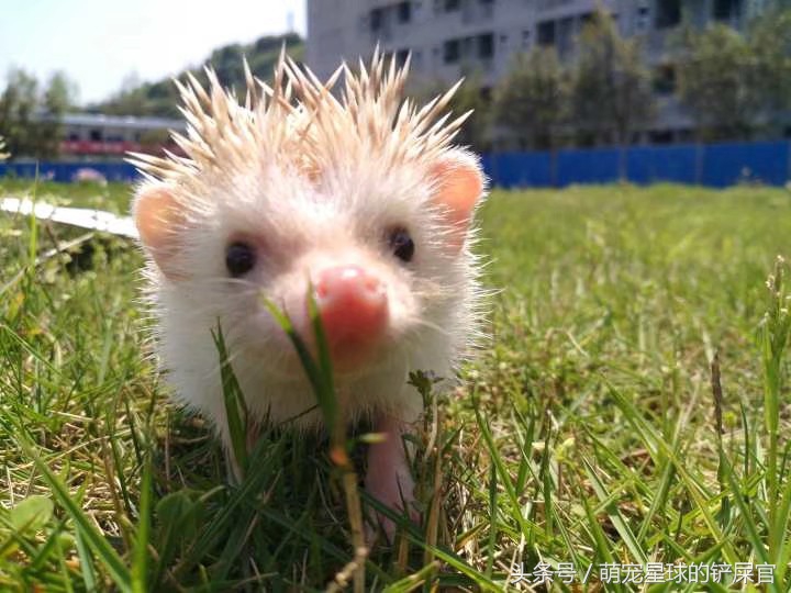 洗澡前的刺猬生无可恋，洗完后成为草地一只花，温柔卖萌