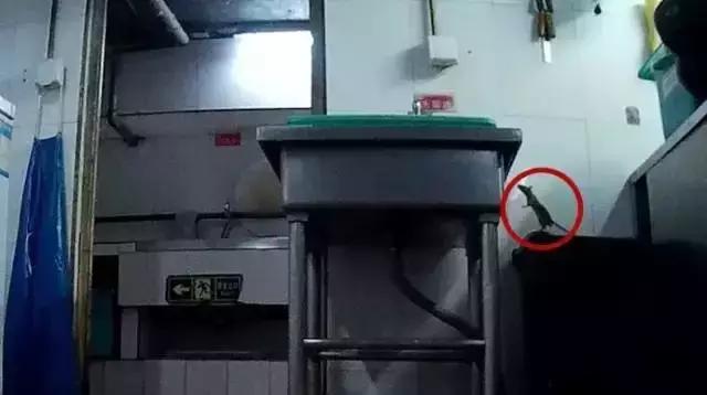 17年海底捞老鼠事件处理结果,海底捞老鼠门危机公关