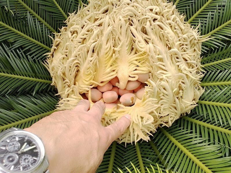 什么属相不适合养铁树,属兔的养铁树的危害