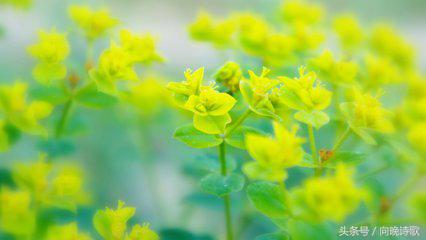 纯净的心灵胜过世间一切的美,纯净柔和的美