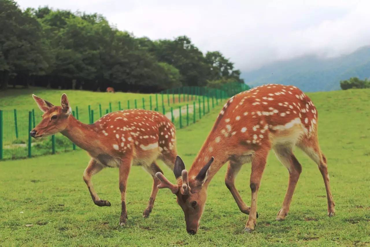 北纬30°神秘之境，在高山草甸、追逐鹿群，这里美的像天堂！