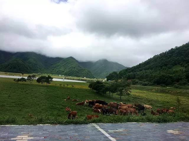 北纬30°神秘之境，在高山草甸、追逐鹿群，这里美的像天堂！