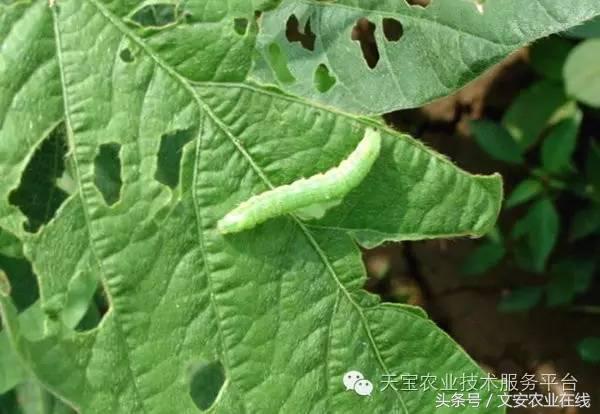 生物杀虫剂十大品牌,十大灭跳蚤最快的杀虫剂