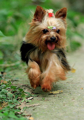 狗狗健康饮食,狗狗健康养狗常识宠物保健