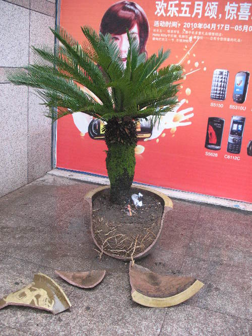 什么属相不适合养铁树,属兔的养铁树的危害