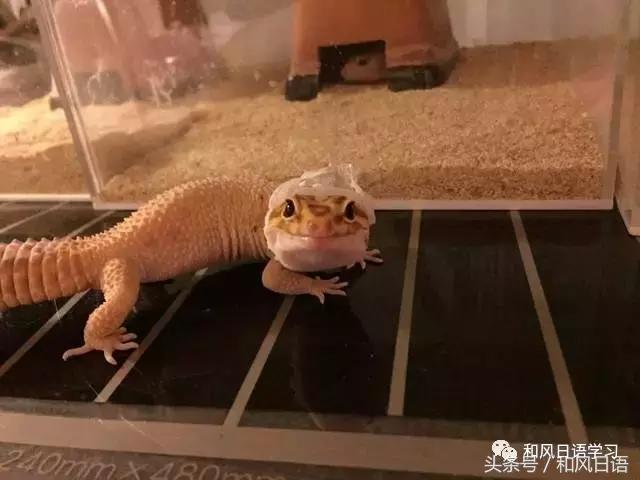 日本可爱小壁虎,日本宠物壁虎