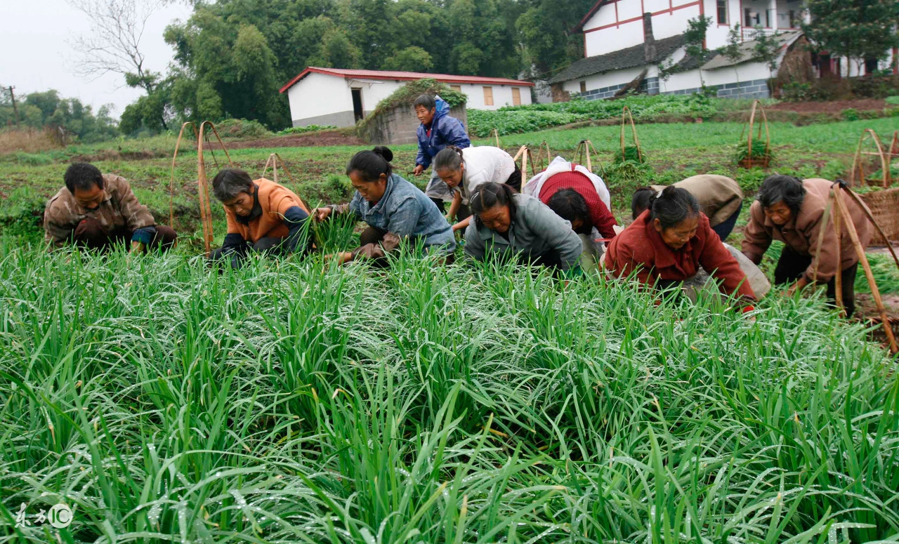 头茬韭菜有什么讲究,春天头茬韭菜不能食用是不是真的