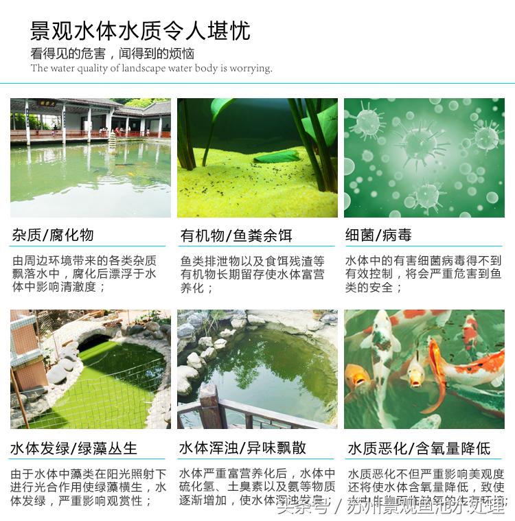 帆布池也能养好锦鲤,水池里怎样养好锦鲤