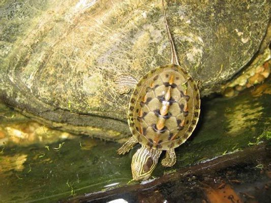 养龟的禁忌怎样养乌龟才是对的,对养龟的新手来说哪种乌龟最好