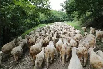 三大养殖业前景,养殖业巨头业绩排名第一