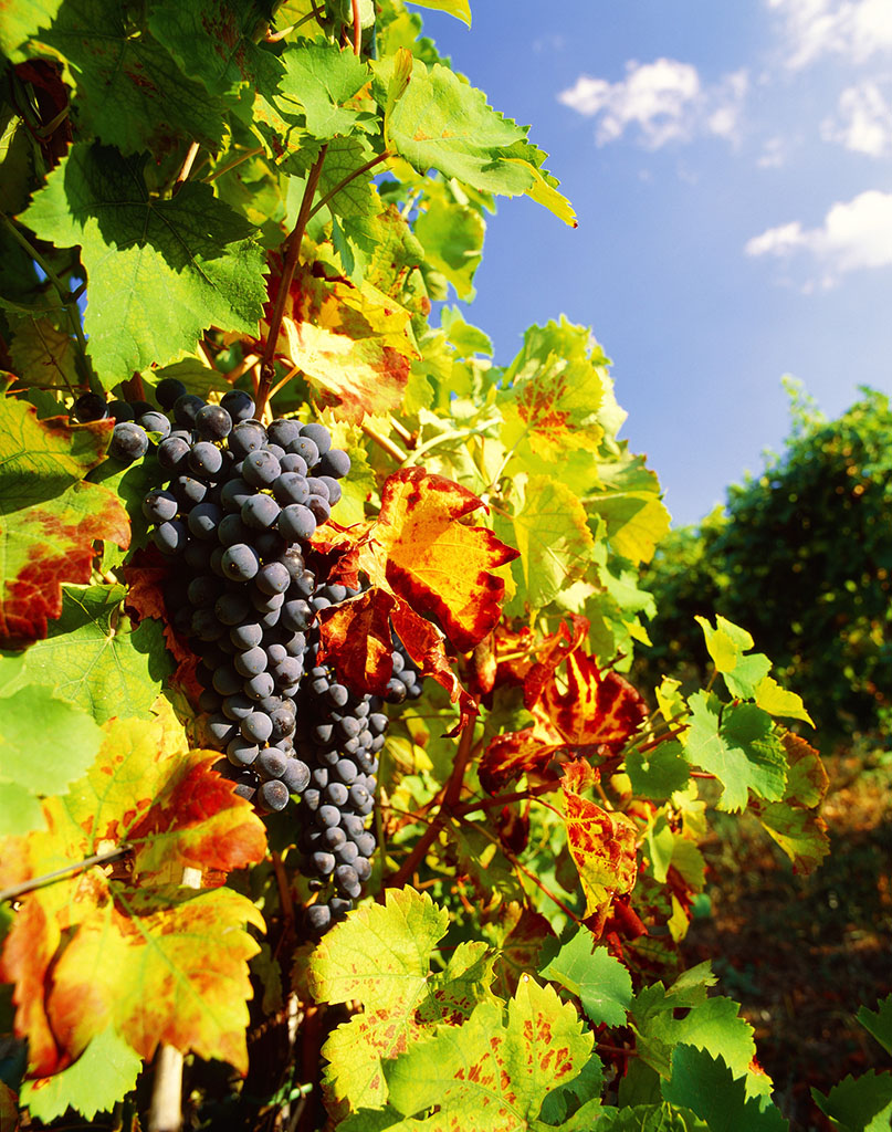 红酒酿造过程,红酒酿造过程视频