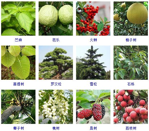 花卉知识|什么是木本植物？常见的木本植物都有哪些？