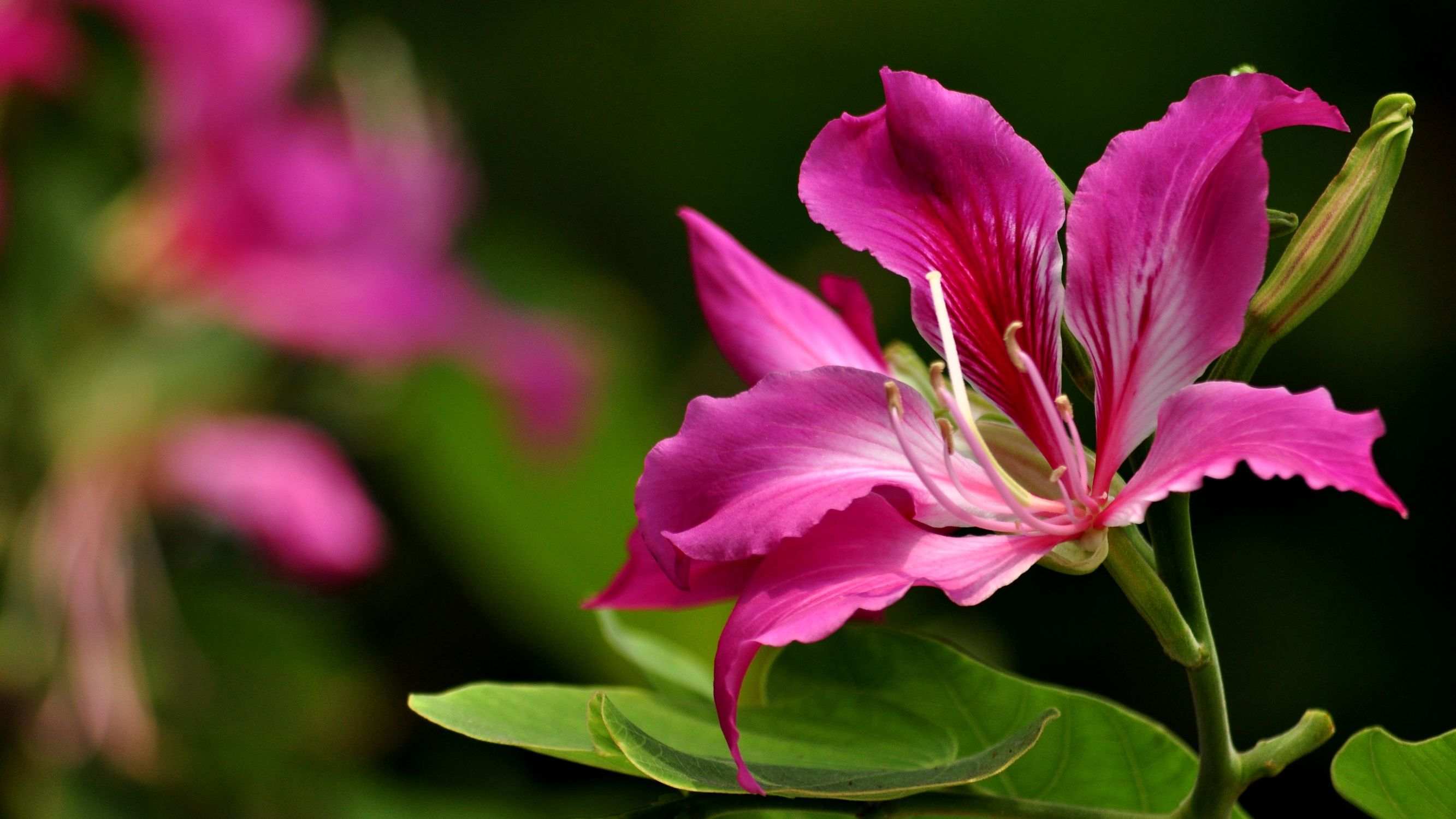室内养殖蕨类植物有危害吗,什么植物放在室内可以净化空气