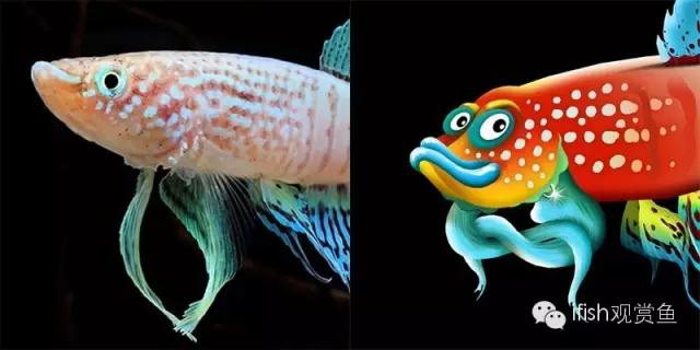 鱼超可爱卡通,鱼可爱卡通画