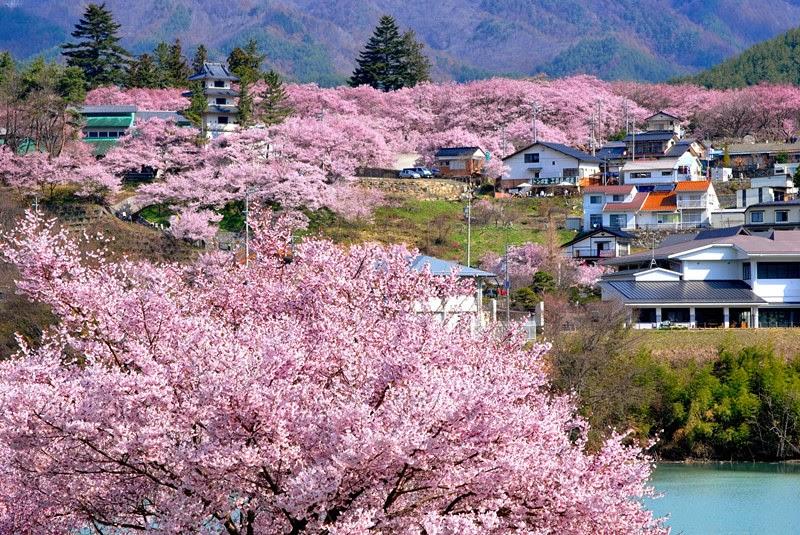 到底哪里才是12星座最不可辜负的樱花祭（上）