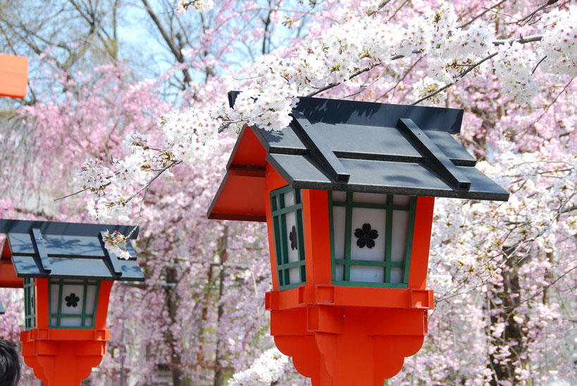 到底哪里才是12星座最不可辜负的樱花祭（上）
