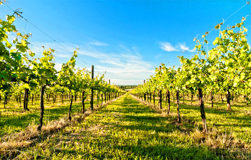 红酒酿造过程,红酒酿造过程视频