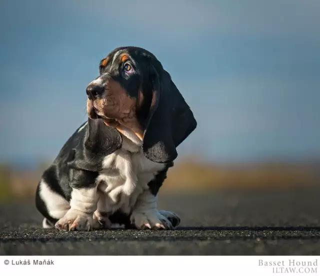 动物世界犬种-巴吉度猎犬