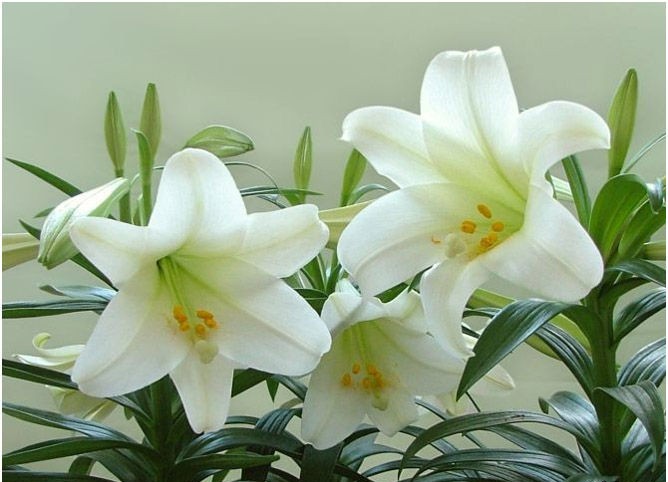 室内养殖蕨类植物有危害吗,什么植物放在室内可以净化空气