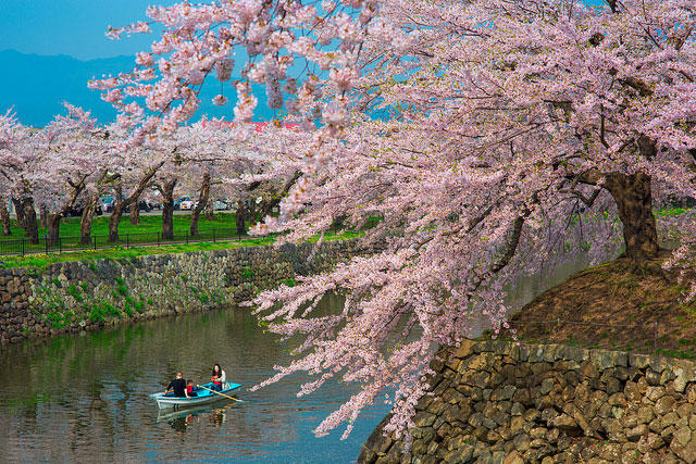到底哪里才是12星座最不可辜负的樱花祭（上）