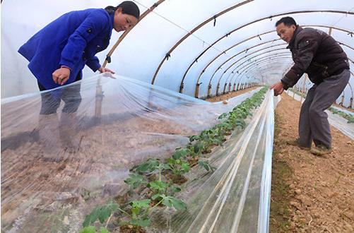 2月份有什么农作物用农膜,农膜对农作物的影响