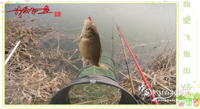 2016之我爱飞鱼觅得好钓点