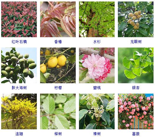 花卉知识|什么是木本植物？常见的木本植物都有哪些？