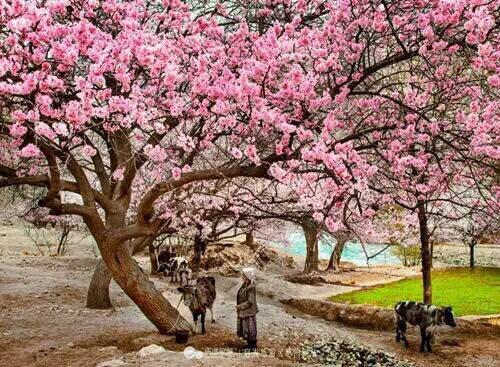 居京城大不易白居易,白居易买房攻略