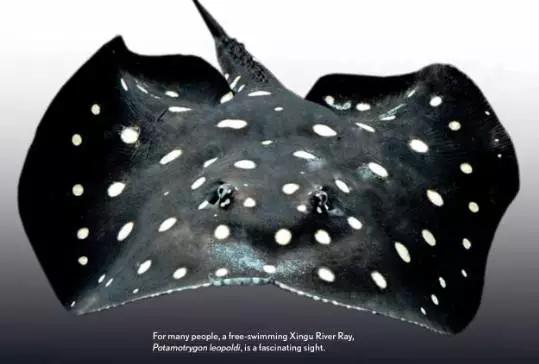 原生魟鱼,魟鱼原生