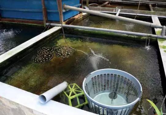 原生魟鱼,魟鱼原生