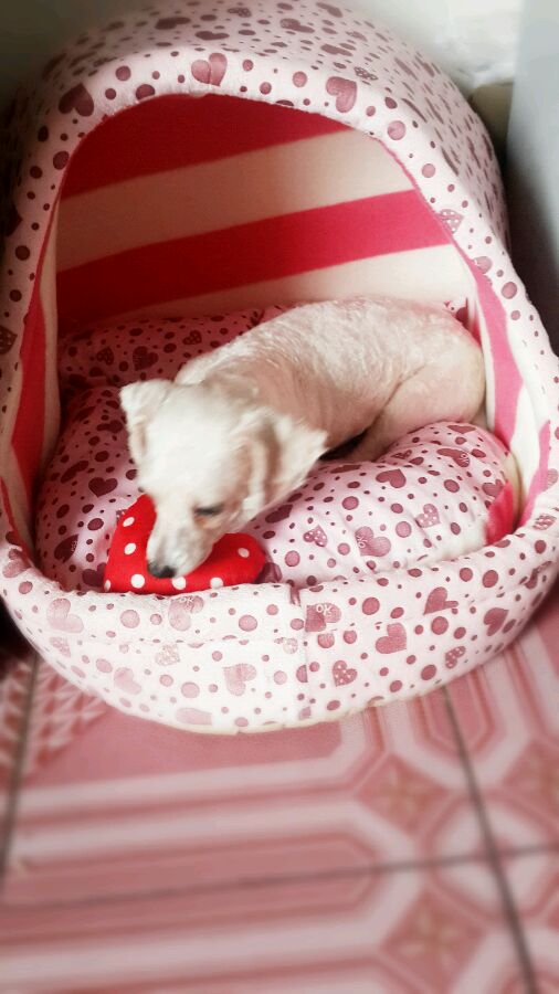 一天要出差，捡回的狗可怜巴巴望着我，竟做出的让我震惊的举动！