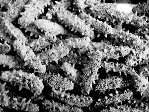 孕妇吃海参还是吃燕窝效果好,女士吃海参好还是吃燕窝好