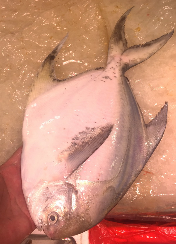 唐朝人为什么要将鲳鱼称为“狗瞌睡鱼”？六种鲳鱼你认识几种？