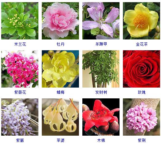 花卉知识|什么是木本植物？常见的木本植物都有哪些？