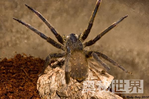 世界上最毒的十种动物排名,世界上的十大毒王