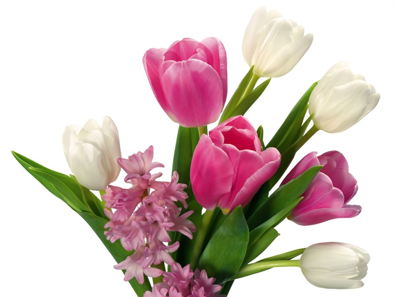 室内养殖蕨类植物有危害吗,什么植物放在室内可以净化空气