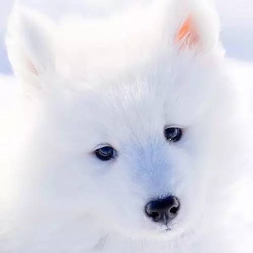 训犬专用玩具,边牧训狗玩具