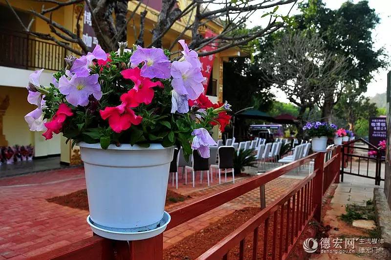 你知道猫屎咖啡的由来吗,传说中的猫屎咖啡