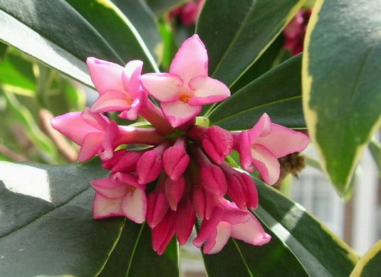 中国各城市市花图片简介,各个城市的市花有哪些