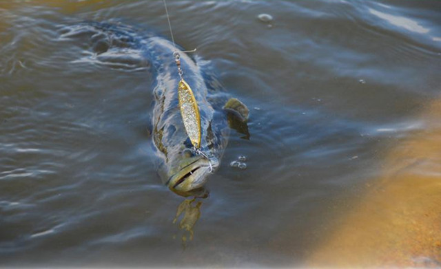 路亚新手入门教程米诺诱鱼,路亚新手入门教程水滴轮装线诱鱼