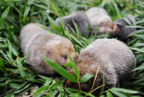 农村旅游创业点子,创业新点子100个国外稀奇创业点子