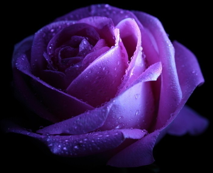 情人节送一朵玫瑰花是什么花语,情人节白玫瑰花语