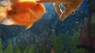 调皮鹦鹉鱼日常,鹦鹉鱼喜欢摸摸头